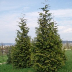 Thuja plicata