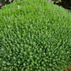 Thymus citriodorus