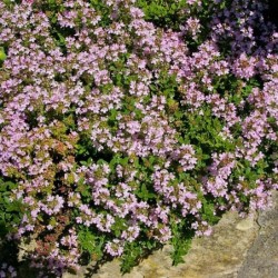 Thymus vulgaris