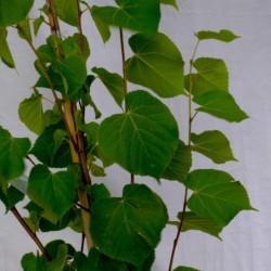 Tilia cordata