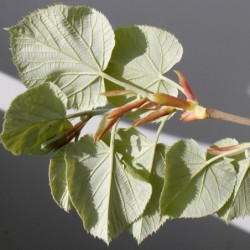 Tilia tomentosa