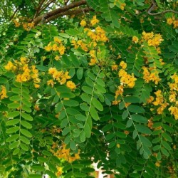 Tipuana tipu