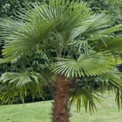 Trachycarpus fortunei