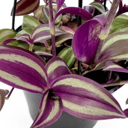 Tradescantia zebrina