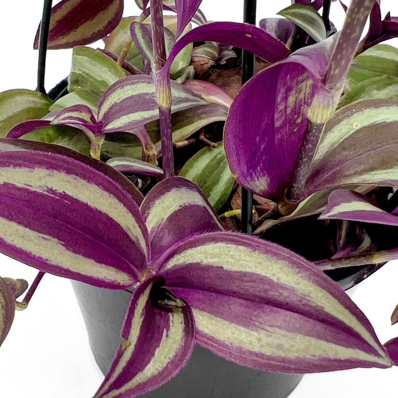 Tradescantia zebrina
