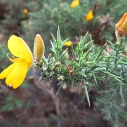 Ulex australis