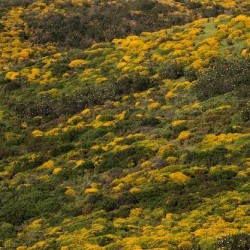 Ulex densus