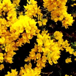 Ulex europaeus