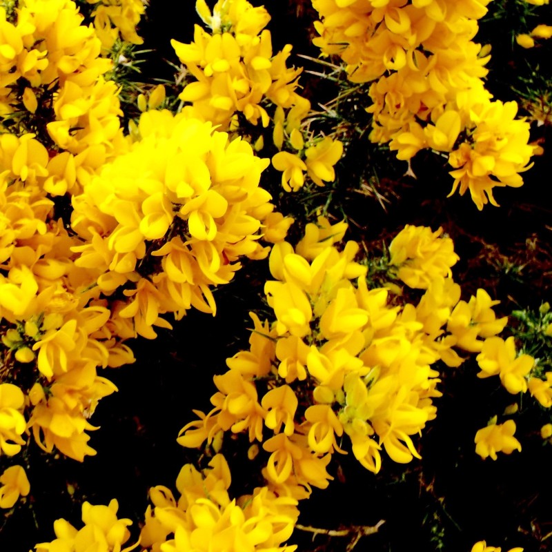 Ulex europaeus