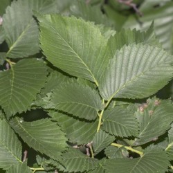 Ulmus laevis