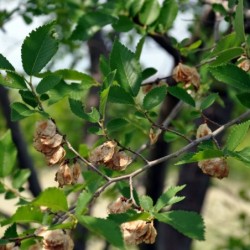 Ulmus minor
