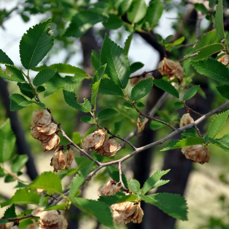 Ulmus minor