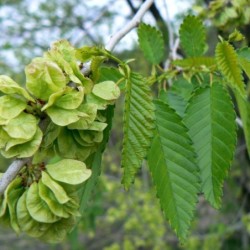 Ulmus pumila