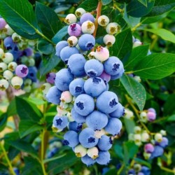 Vaccinium corymbosum