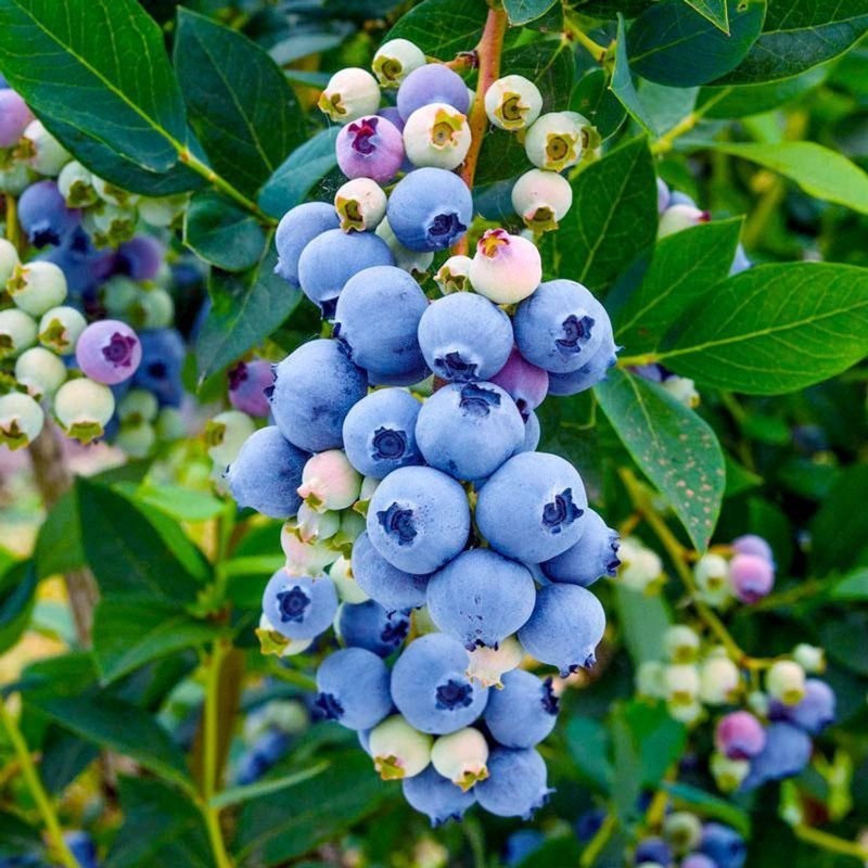 Vaccinium corymbosum