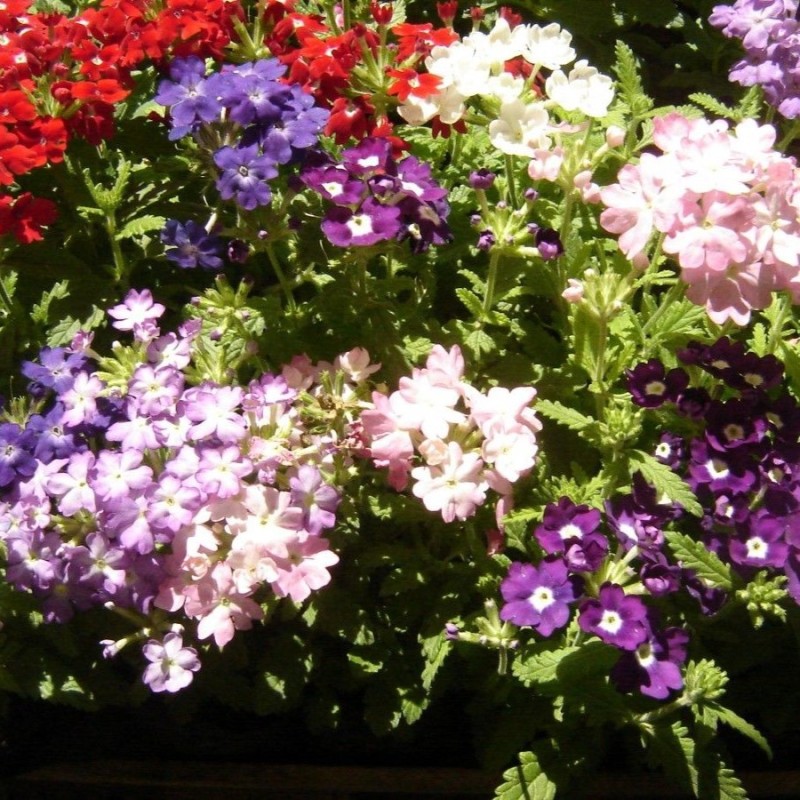 Verbena x hybrida