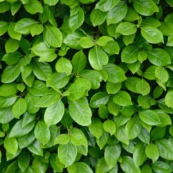 Viburnum lucidum