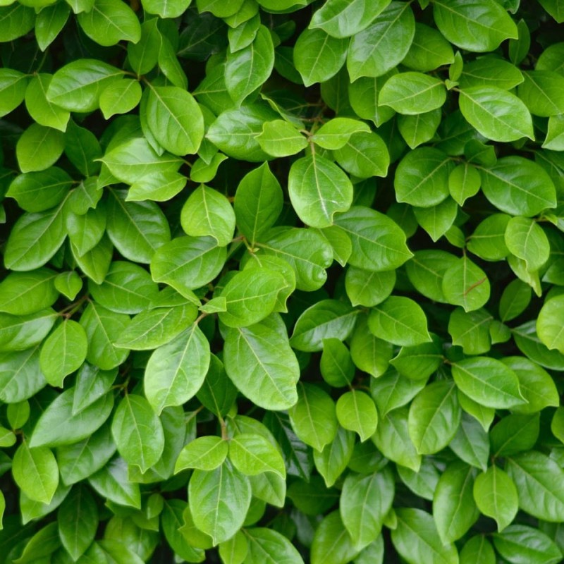 Viburnum lucidum