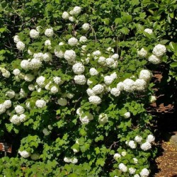 Viburnum opulus