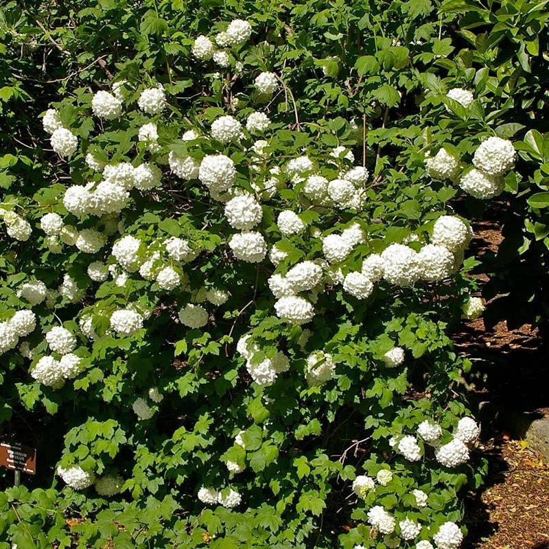 Viburnum opulus