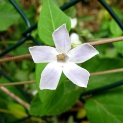 Vinca difformis