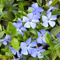 Vinca minor