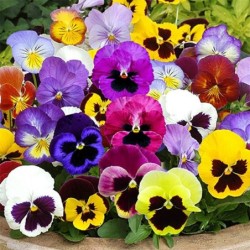 Viola wittrockiana
