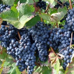 Vitis vinifera