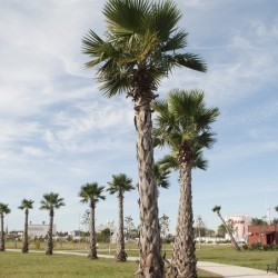 Washingtonia robusta