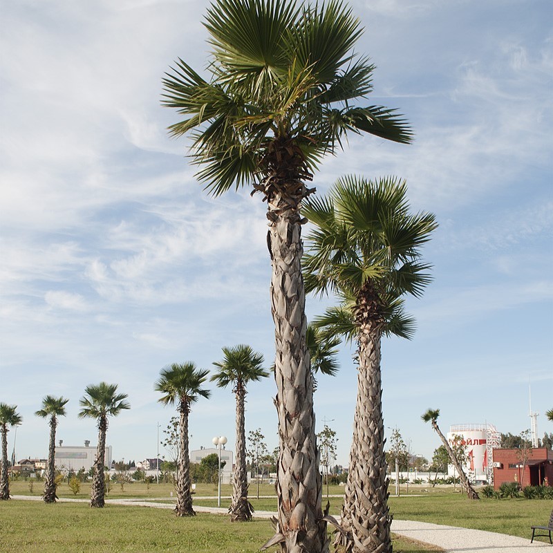 Washingtonia robusta