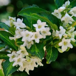 Weigela florida