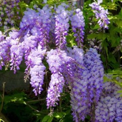 Wisteria sinensis