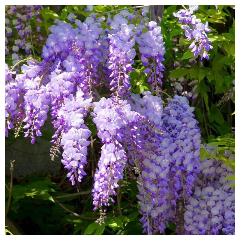 Wisteria sinensis