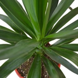 Yucca elephantipes