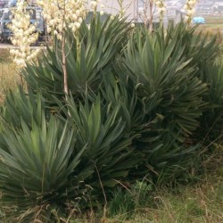Yucca gloriosa