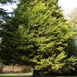 Cupressus macrocarpa 'Wilma'
