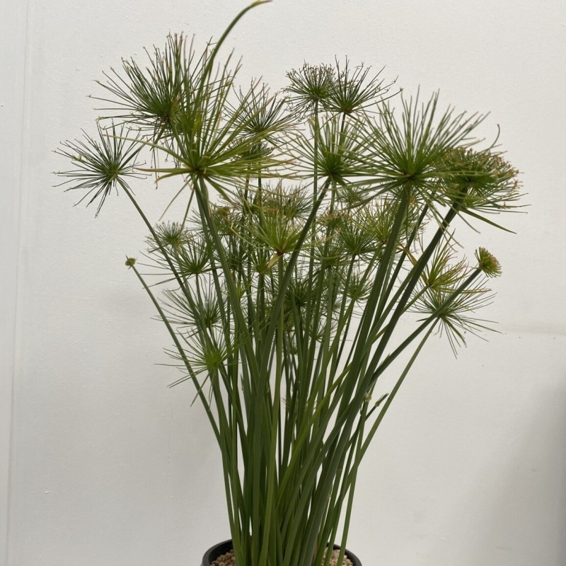 Cyperus papyrus