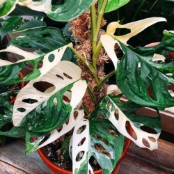 Monstera adansonii 'Albo Variegata'