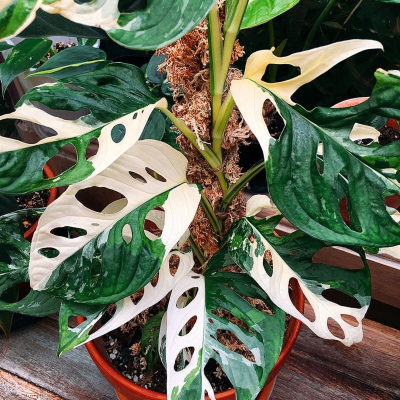 Monstera adansonii 'Albo Variegata'