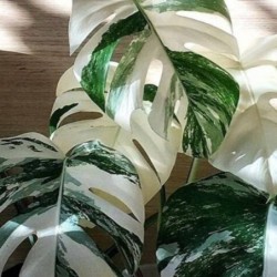 Monstera deliciosa 'Albo Variegata'
