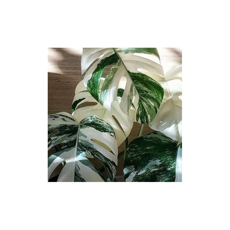 Monstera deliciosa 'Albo Variegata'