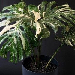 Monstera deliciosa 'Thai Constellation'