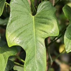 Philodendron bipennifolium 'Glaucous'