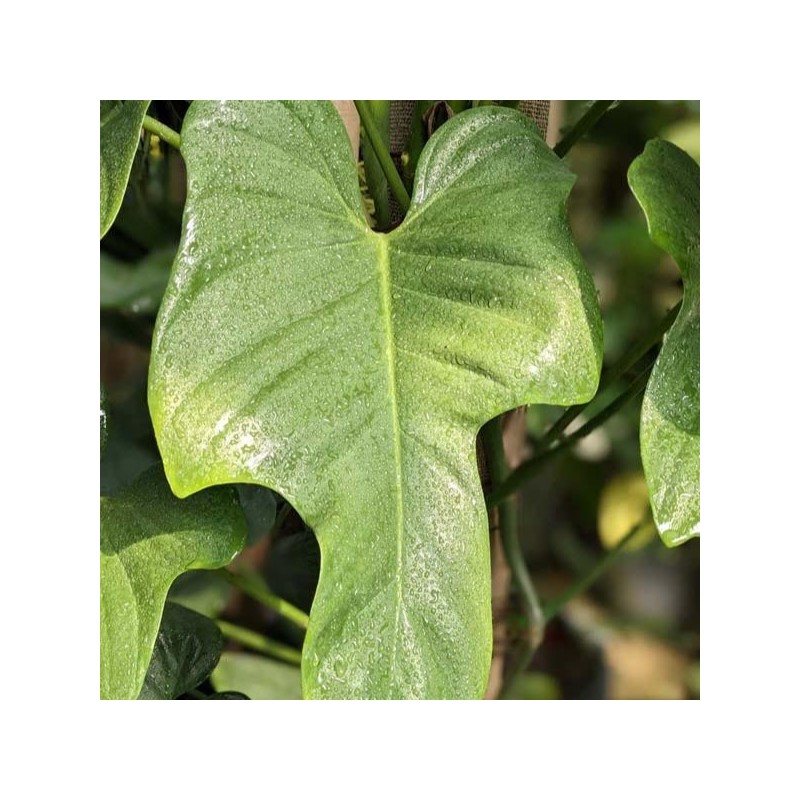 Philodendron bipennifolium 'Glaucous'