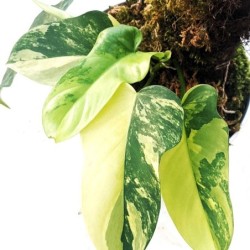Philodendron bipennifolium 'Violin Variegated'
