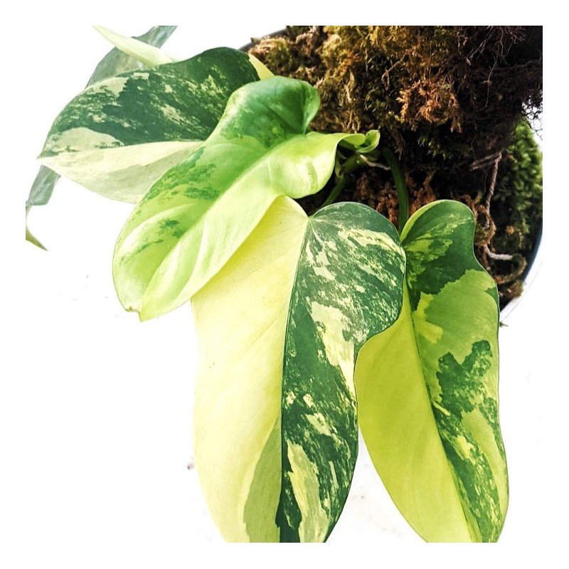 Philodendron bipennifolium 'Violin Variegated'