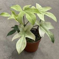 Philodendron 'Florida Ghost'