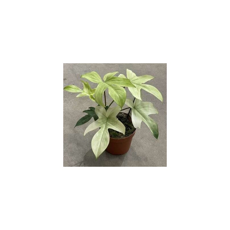 Philodendron 'Florida Ghost'