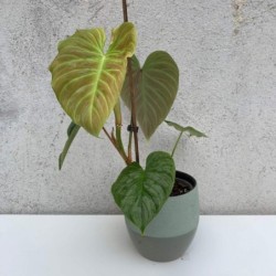 Philodendron 'Majestic'