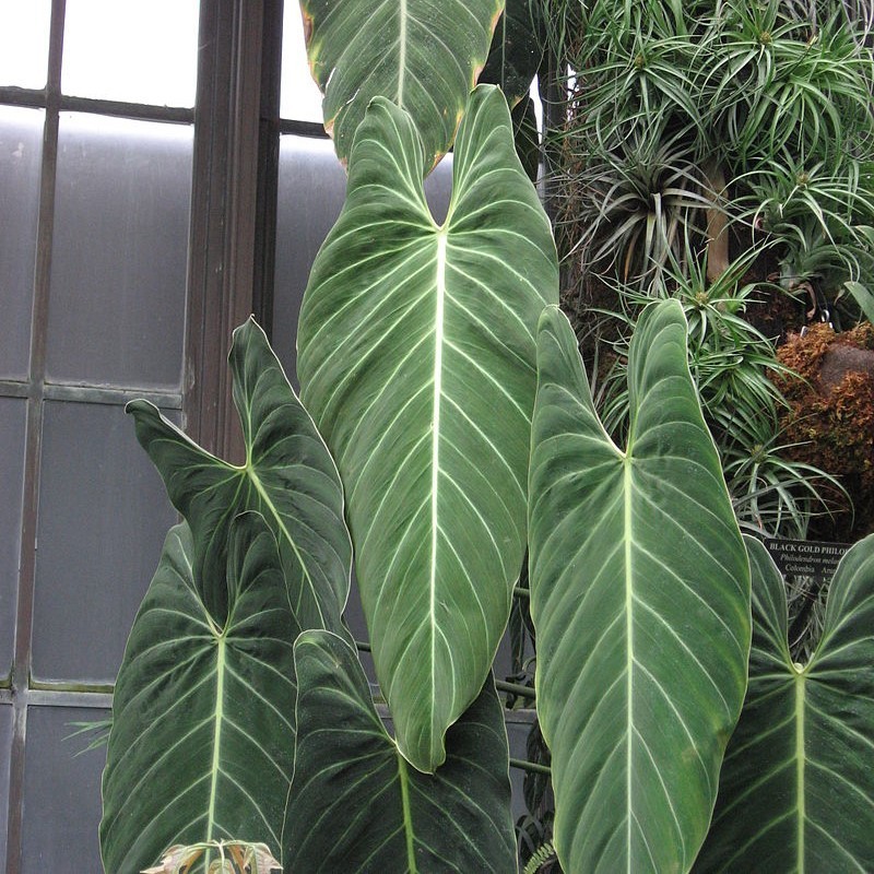 Philodendron melanochrysum